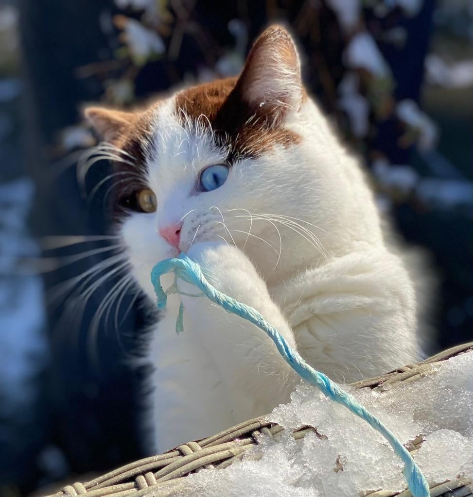 Prachtige odd eye chocolate & white dekkater met stamboom