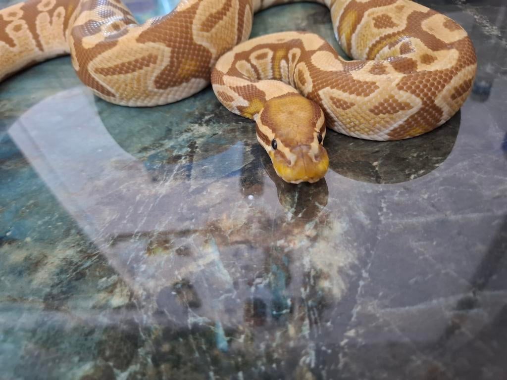 Python regius, Dieren en Toebehoren, Reptielen en Amfibieën, Slang, 3 tot 6 jaar