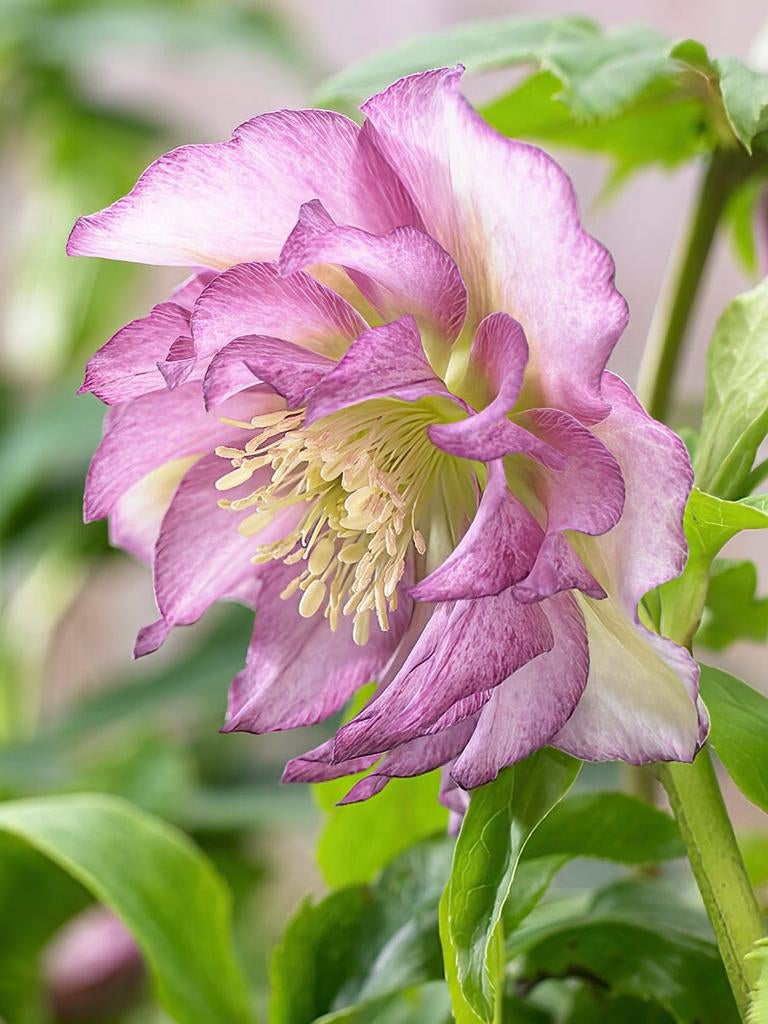 Helleborus 'Double Ellen Pink' - Kerstroos in P9 pot, Ophalen of Verzenden, Gehele jaar, Halfschaduw, Wortelstok