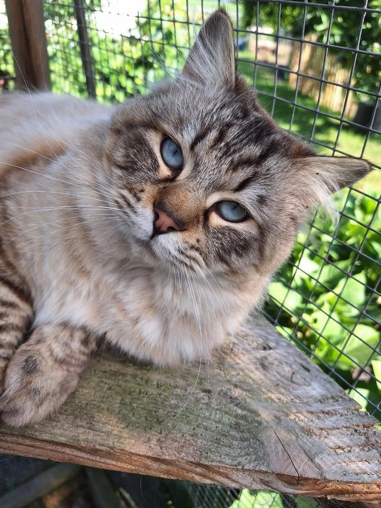 Ragdoll dekkater met stamboom en getest.