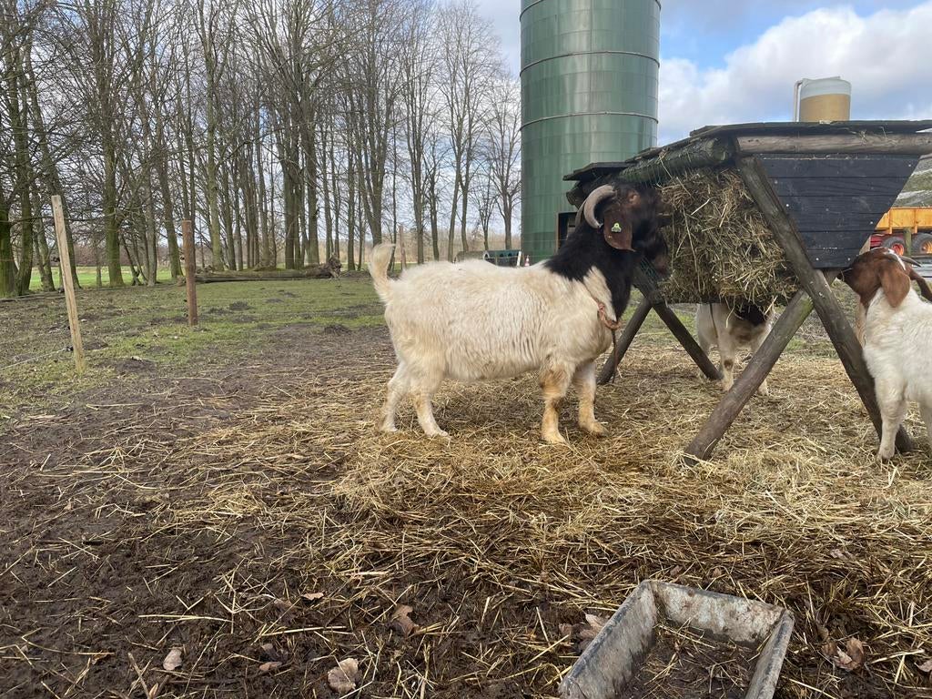 Boerbok, dekbok, Dieren en Toebehoren, Mannelijk, Geit