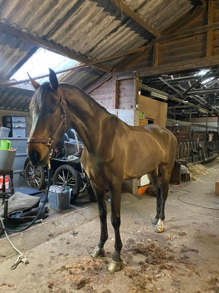 Paarden & Pony’s scheren