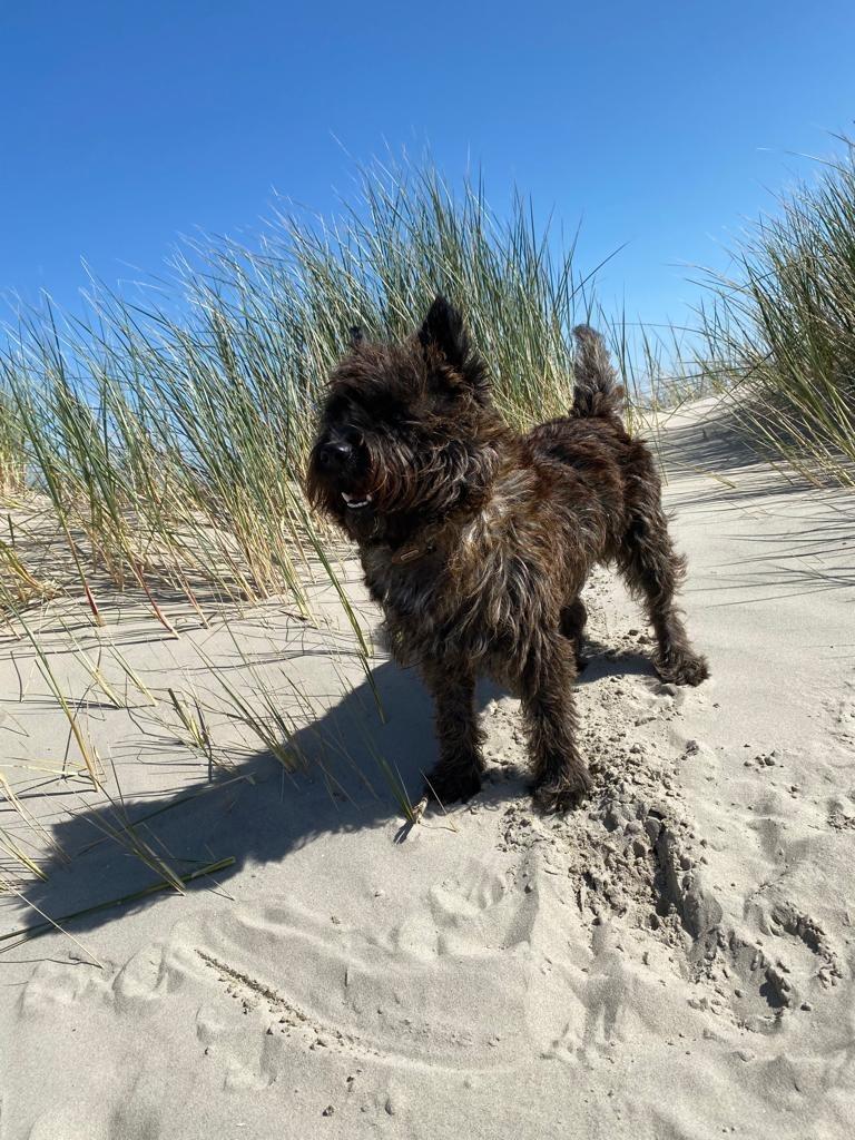 Cairn Terrier, Reu, Parvo, Eén hond, 3 tot 5 jaar