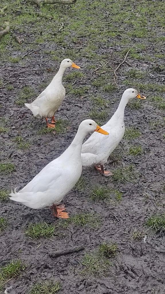 Witte eenden., Mannelijk, Eend