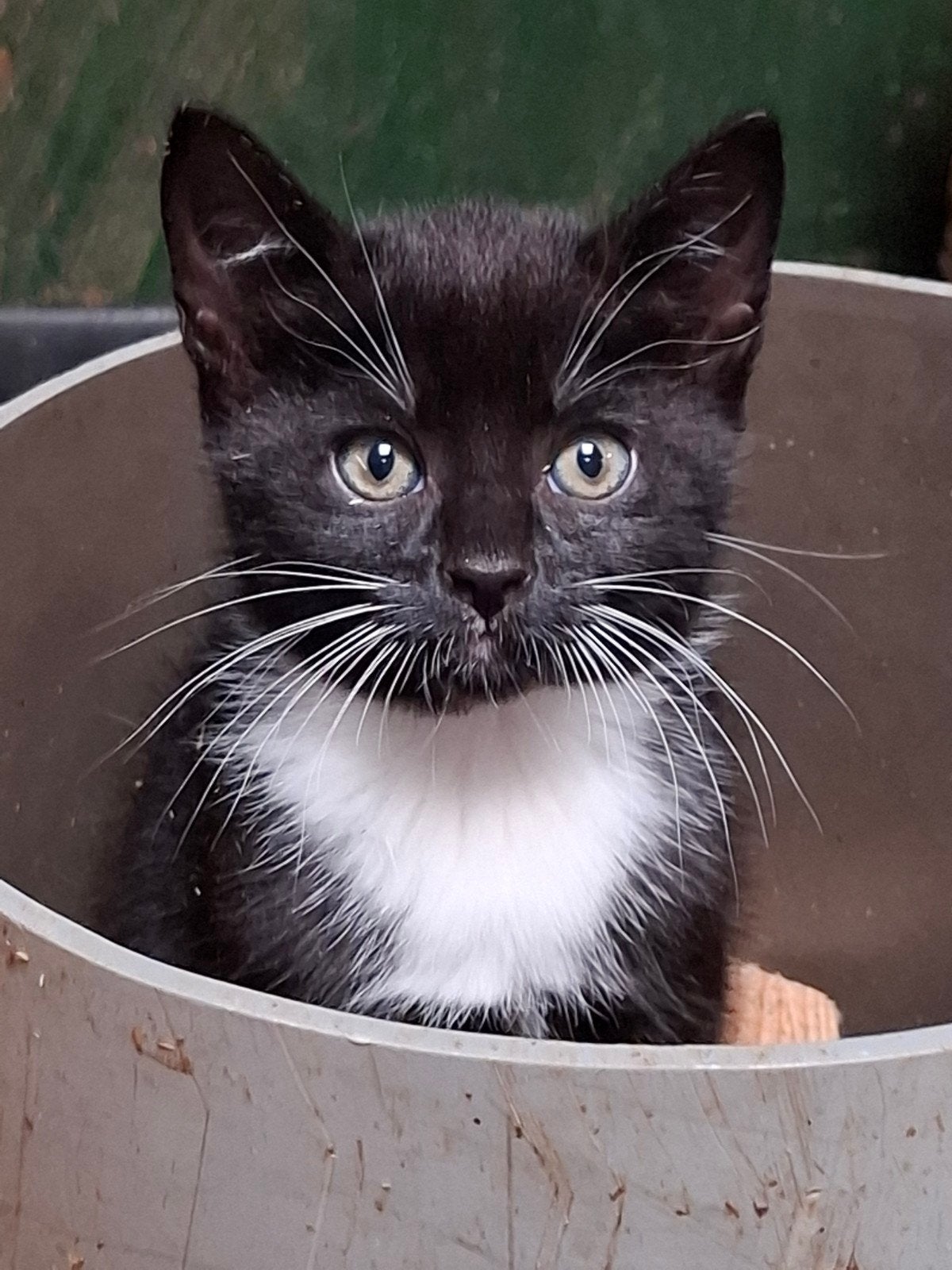 Lieve Kittens, direct beschikbaar., Dieren en Toebehoren, Meerdere dieren, Kortharig, 0 tot 2 jaar