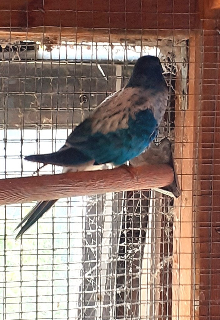 splendid Opaline witborst pop Juni 2026(of ruilen voor man), Dieren en Toebehoren, Vogels | Parkieten en Papegaaien, Mannelijk