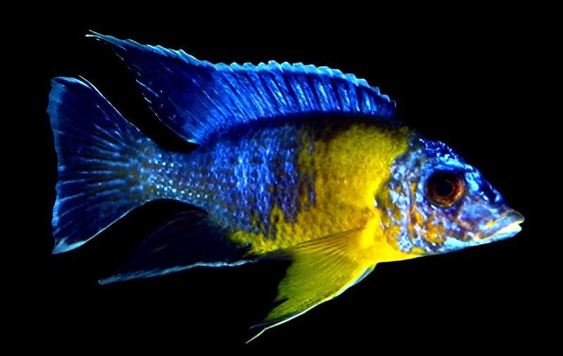 Aulonocara Maulana Bi Color Malawi Exclusief!!!, Dieren en Toebehoren, Vissen | Aquariumvissen, Vis