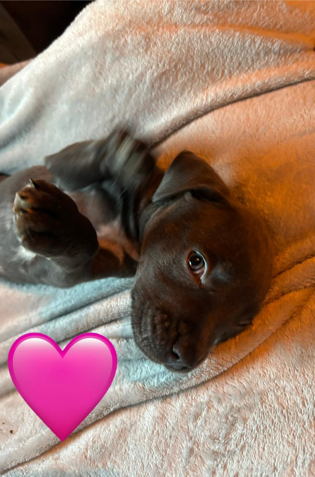 Puppies kruising moeder XL Bully vader Mastino X XXL Pitbull, 8 tot 15 weken, Meerdere, Meerdere dieren, Nederland