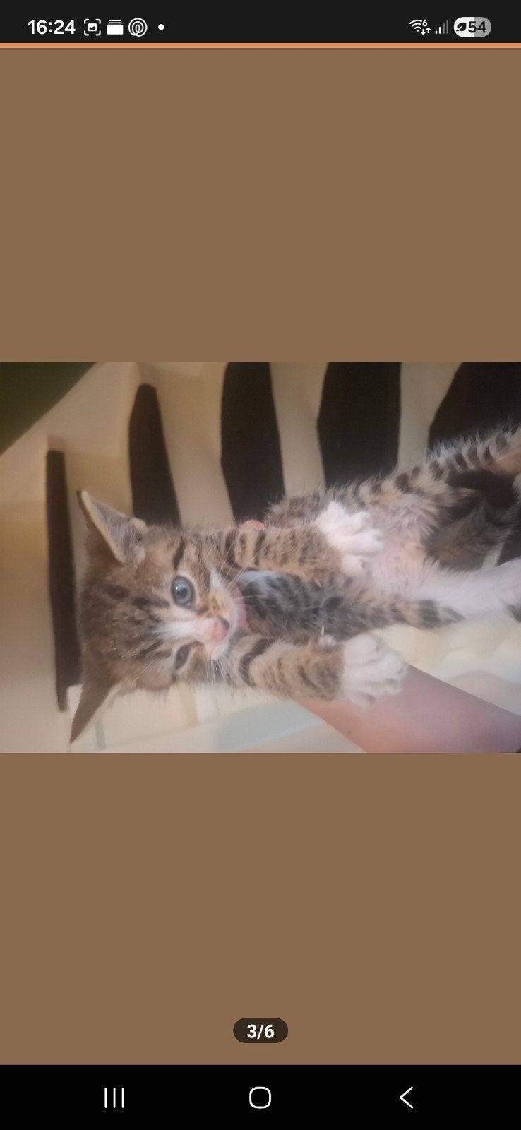 poesje, Meerdere dieren, Kortharig, 0 tot 2 jaar