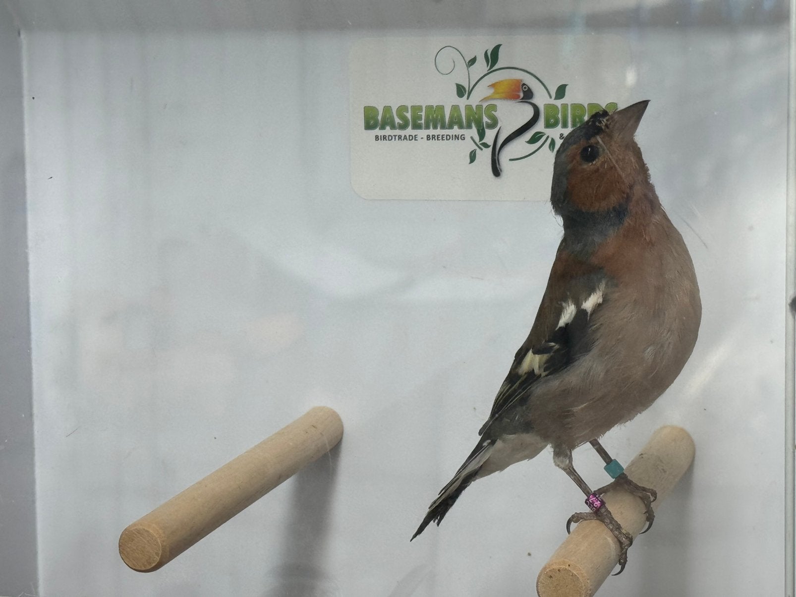 Europese vink - Fringilla coelebs, Dieren en Toebehoren, Vogels | Overige Vogels, Meerdere dieren, Wildzangvogel, Geringd