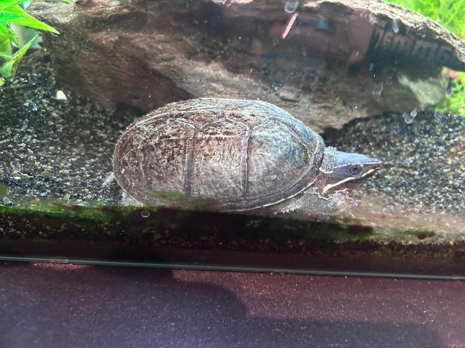 Muskus schildpad, Dieren en Toebehoren, Schildpad, 3 tot 6 jaar