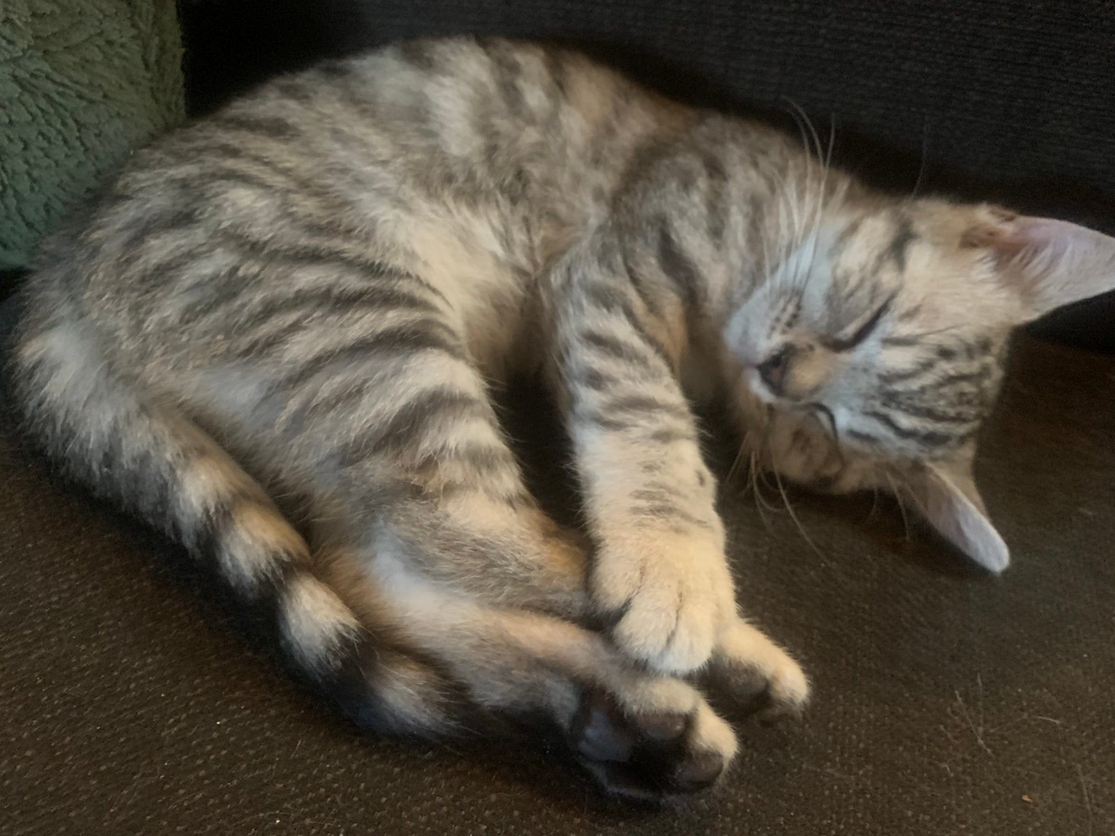kittens britse korthaar, Dieren en Toebehoren, Meerdere dieren
