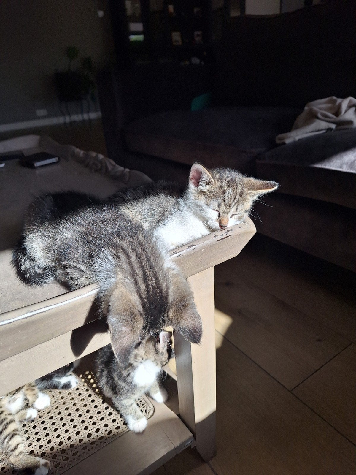 lieve kittens, Meerdere dieren