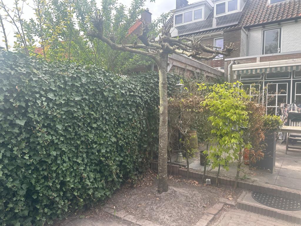 Gratis af te halen: volwassen dakplatanen, Tuin en Terras, Bloeit niet, Leiboom, 250 tot 400 cm, Ophalen