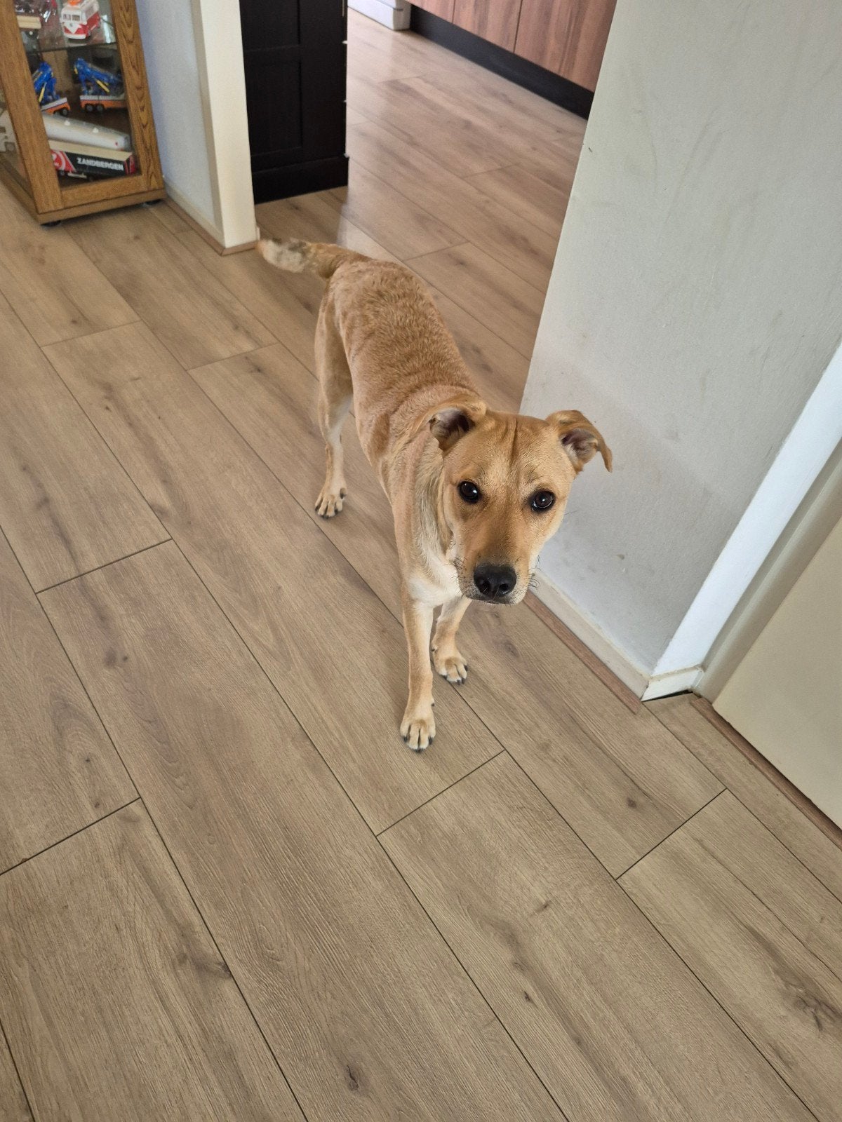 Teun, Dieren en Toebehoren, Honden | Niet-rashonden, Middel, Reu, Particulier, Eén hond, Buitenland, 15 weken tot 1 jaar, CDV (hondenziekte)