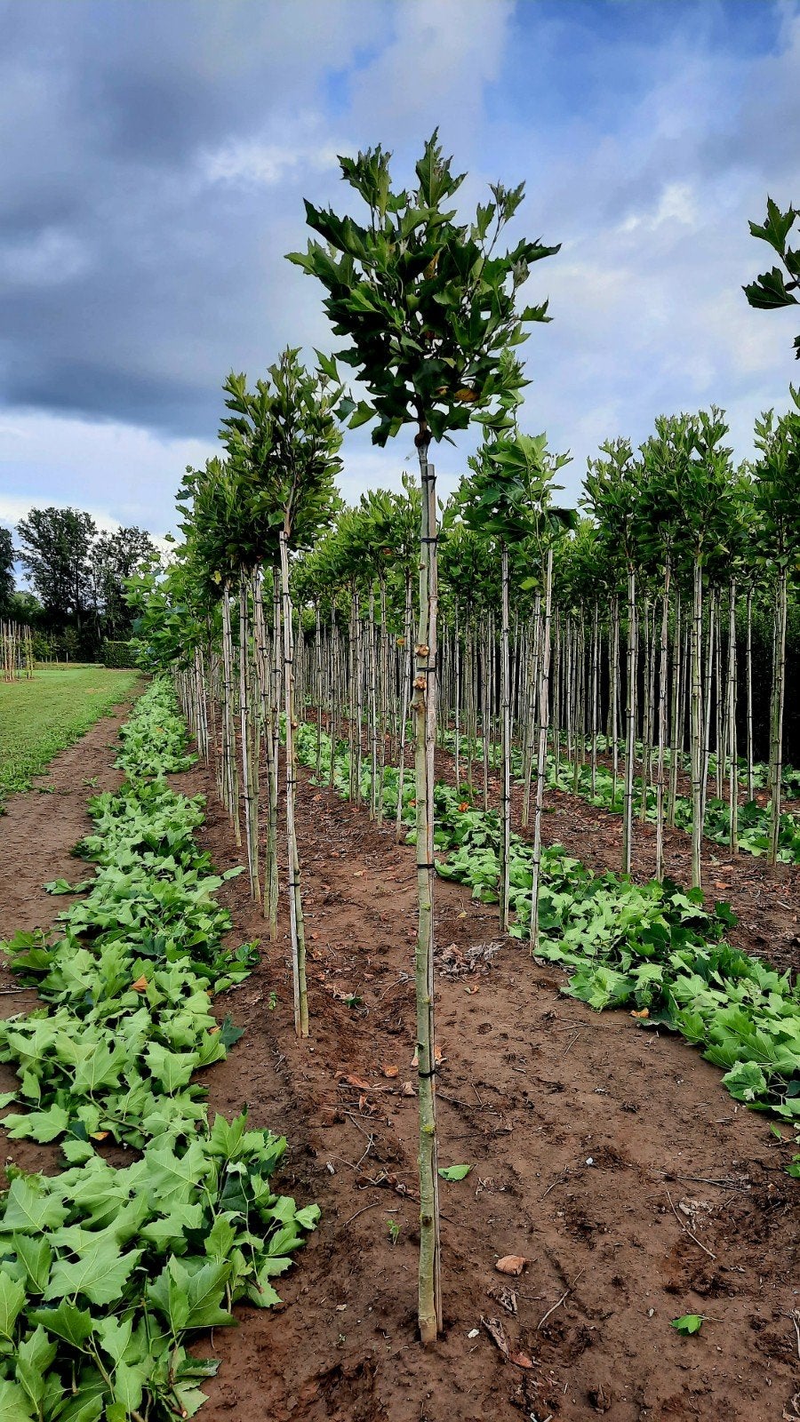 Platanus hispanica 'Alphen's Globe' 🌳 (bol plataan), Tuin en Terras, Planten | Bomen, Ophalen, Volle zon, Overige soorten