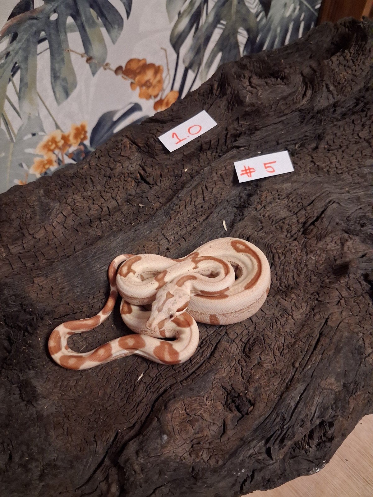 Te koop vpi, vpi sunglow en vpi sunglow jungle boa's, Slang, 0 tot 2 jaar