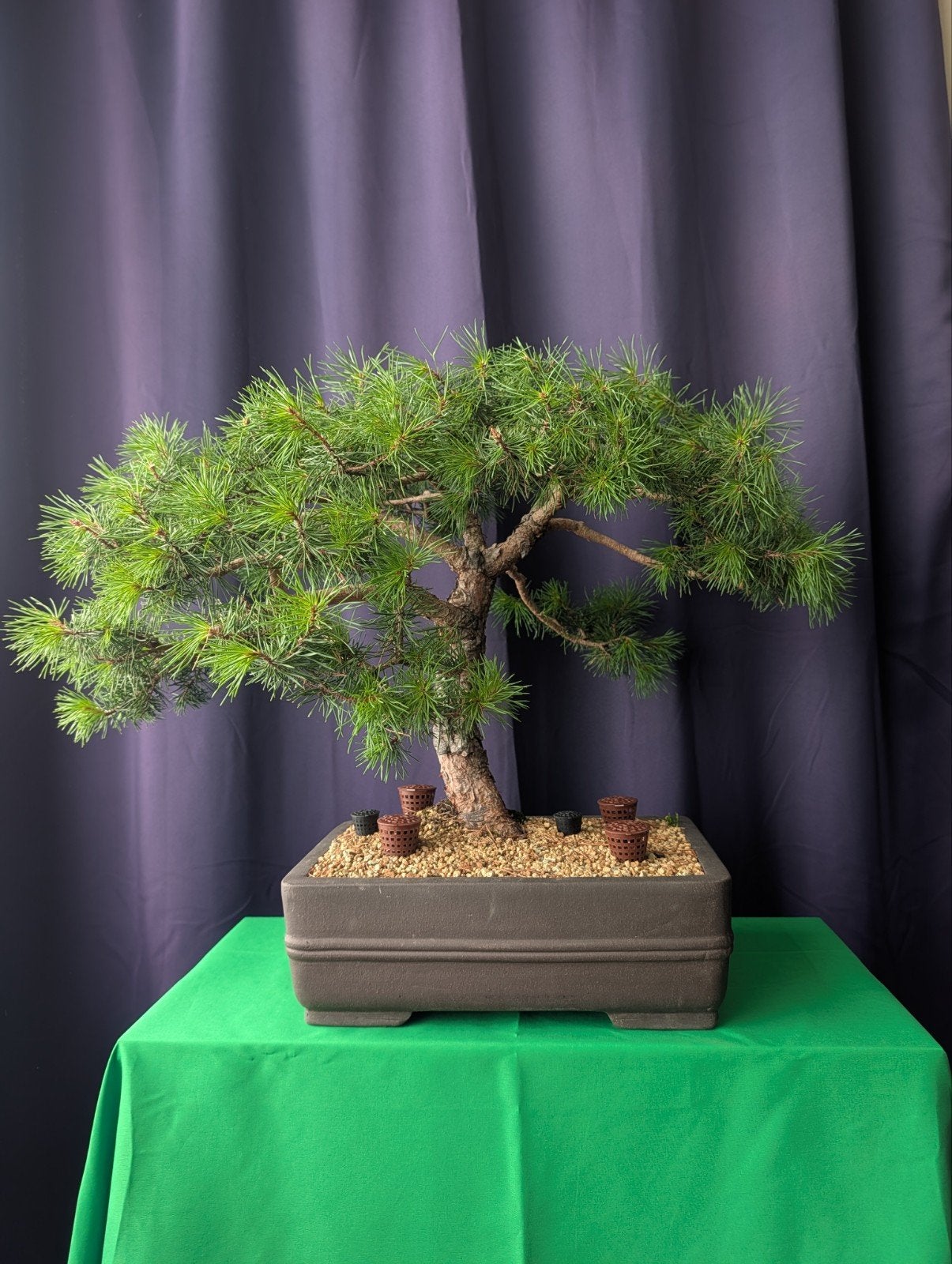 Mooie Pinus sylvestris bonsai – 55 cm – karaktervolle stam, Bloeit niet, Halfschaduw, Overige soorten, Minder dan 100 cm