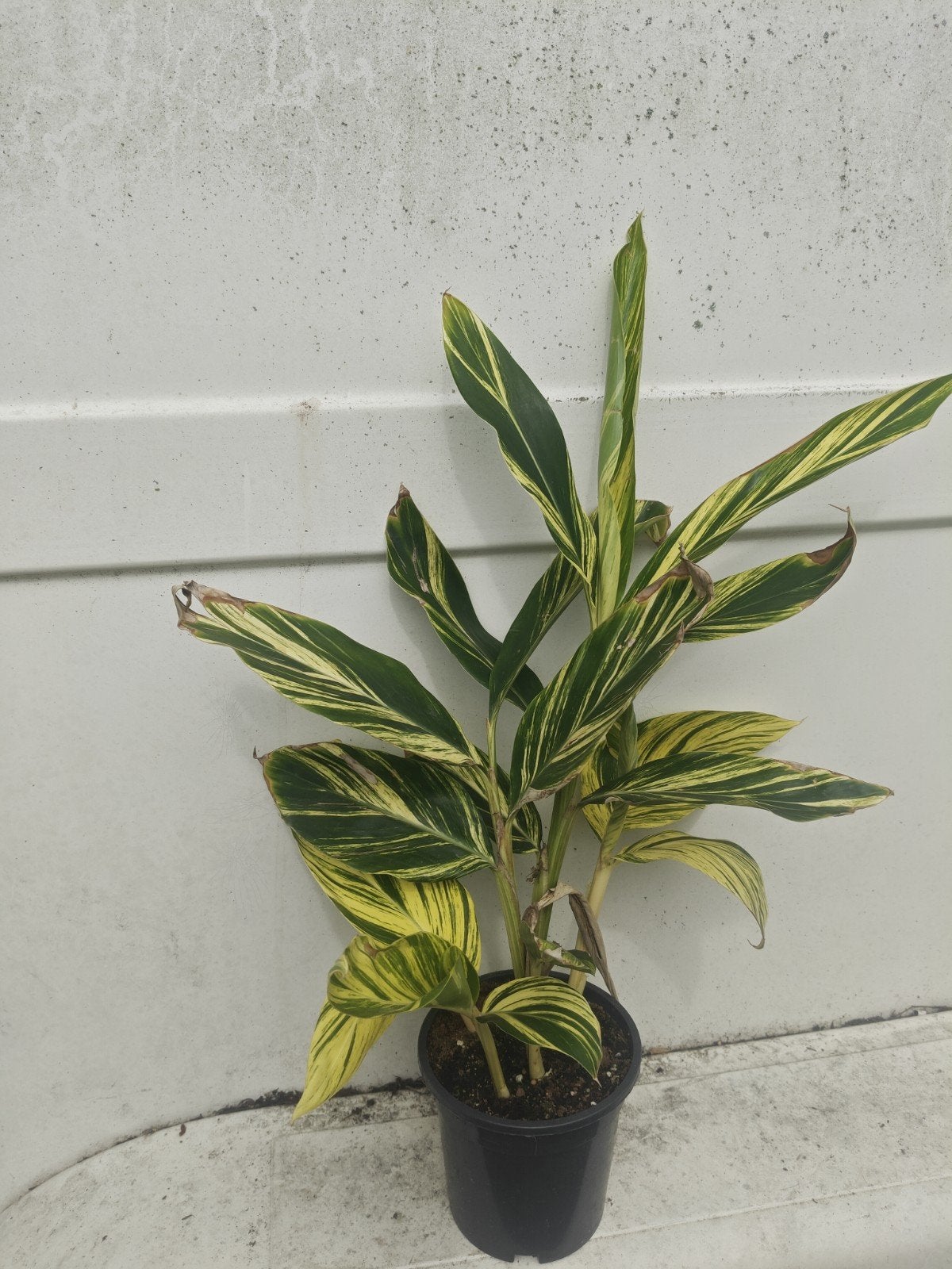 alpinia zumerbet variegata, Volle zon, Vaste plant, Ophalen of Verzenden, Kruiden