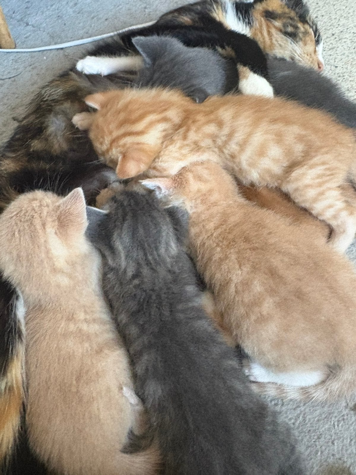 kittens zoeken een baasje en liefdevol huis, Meerdere dieren, 0 tot 2 jaar