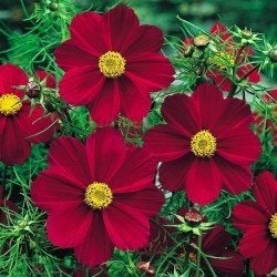 Zaden Cosmos Rubin, Ophalen of Verzenden, Volle zon