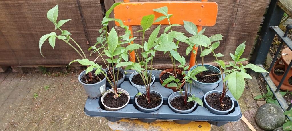 Grote Gele Scabiosa/Cephalaria Gigantea, Tuin en Terras, Planten | Tuinplanten, Ophalen, Overige soorten