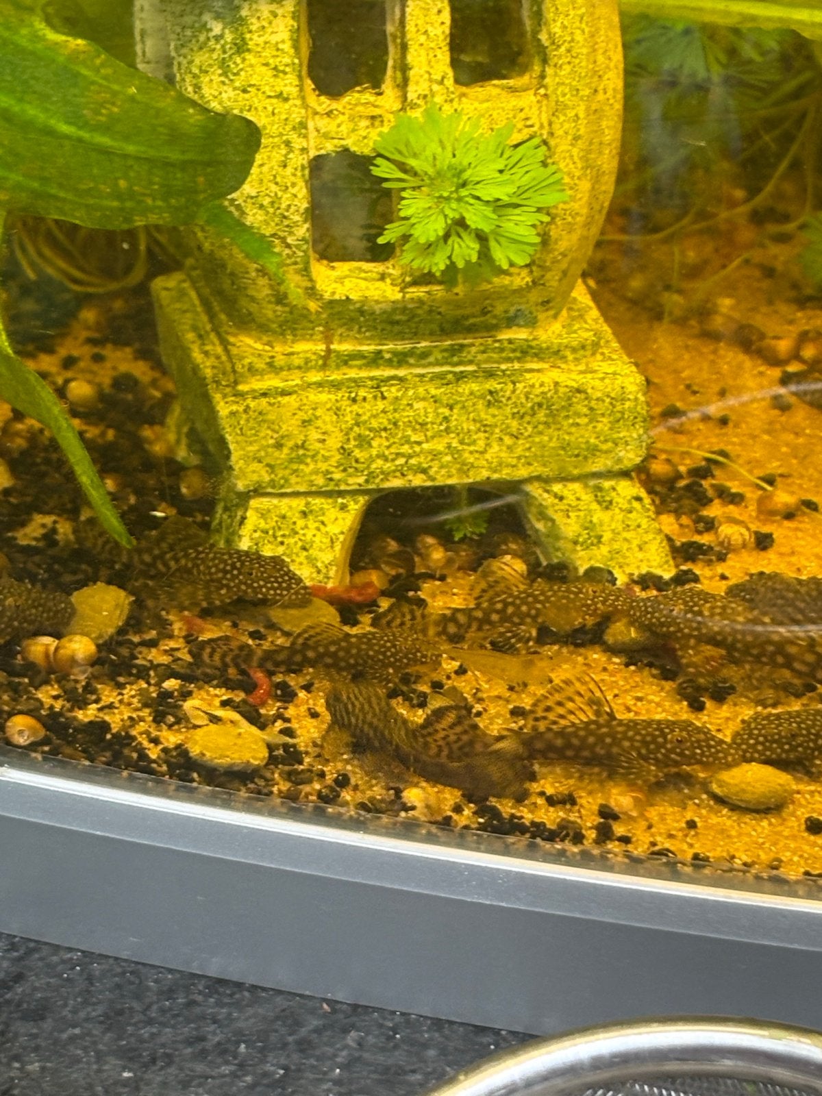 Anchistrus, Dieren en Toebehoren, Vis