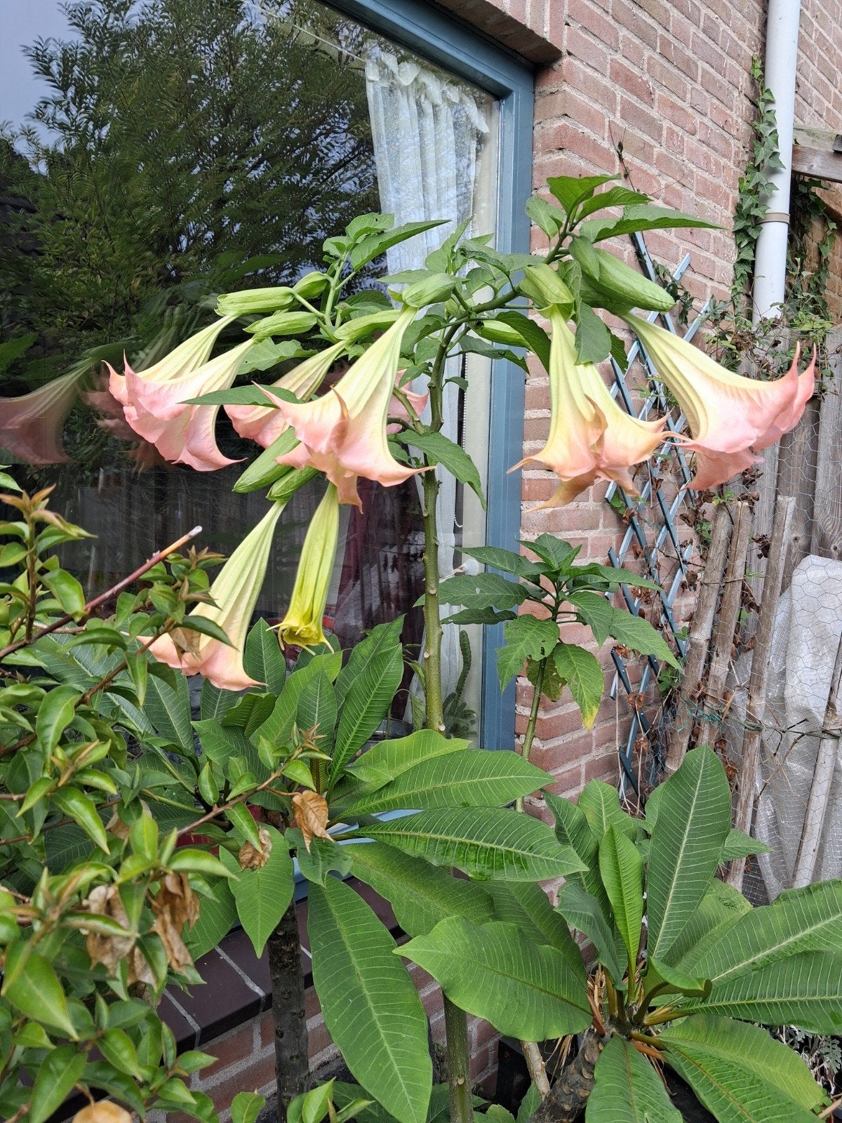datura/brugmansia stekken, Ophalen of Verzenden, Volle zon