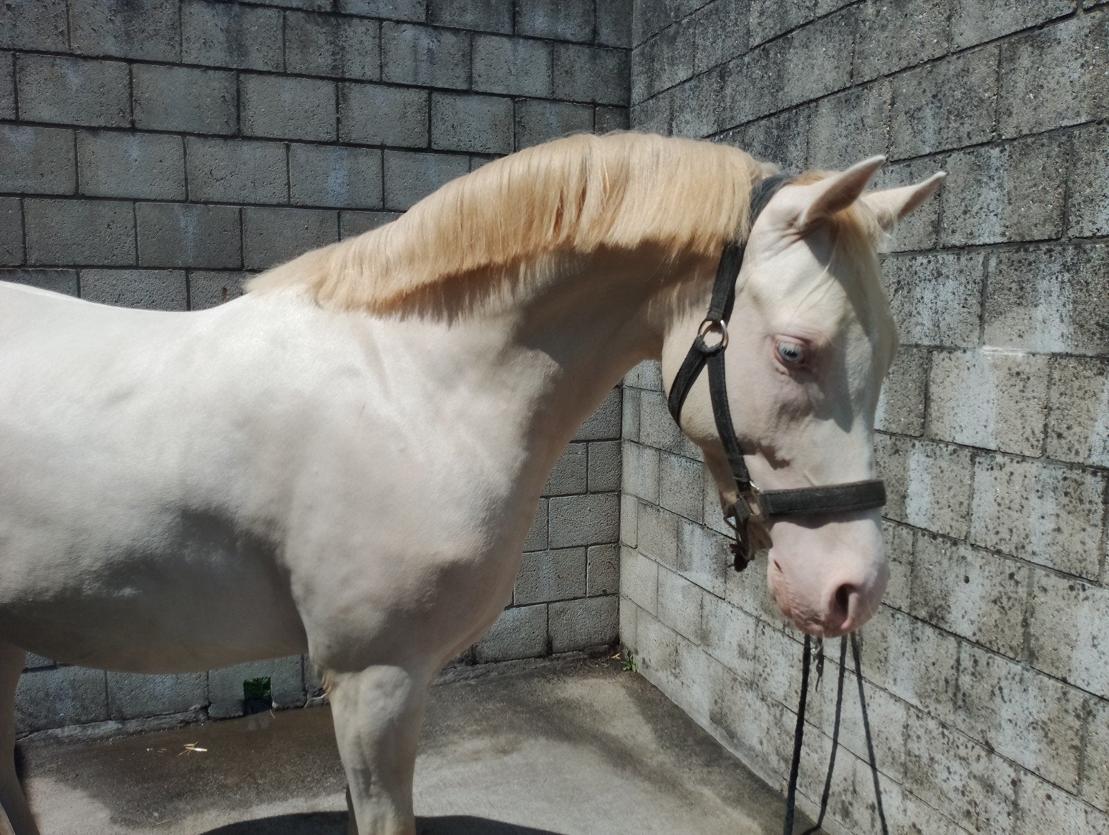 perlino ruin en cremello ruin te koop, Dieren en Toebehoren, Ruin, Met stamboom, 3 tot 6 jaar