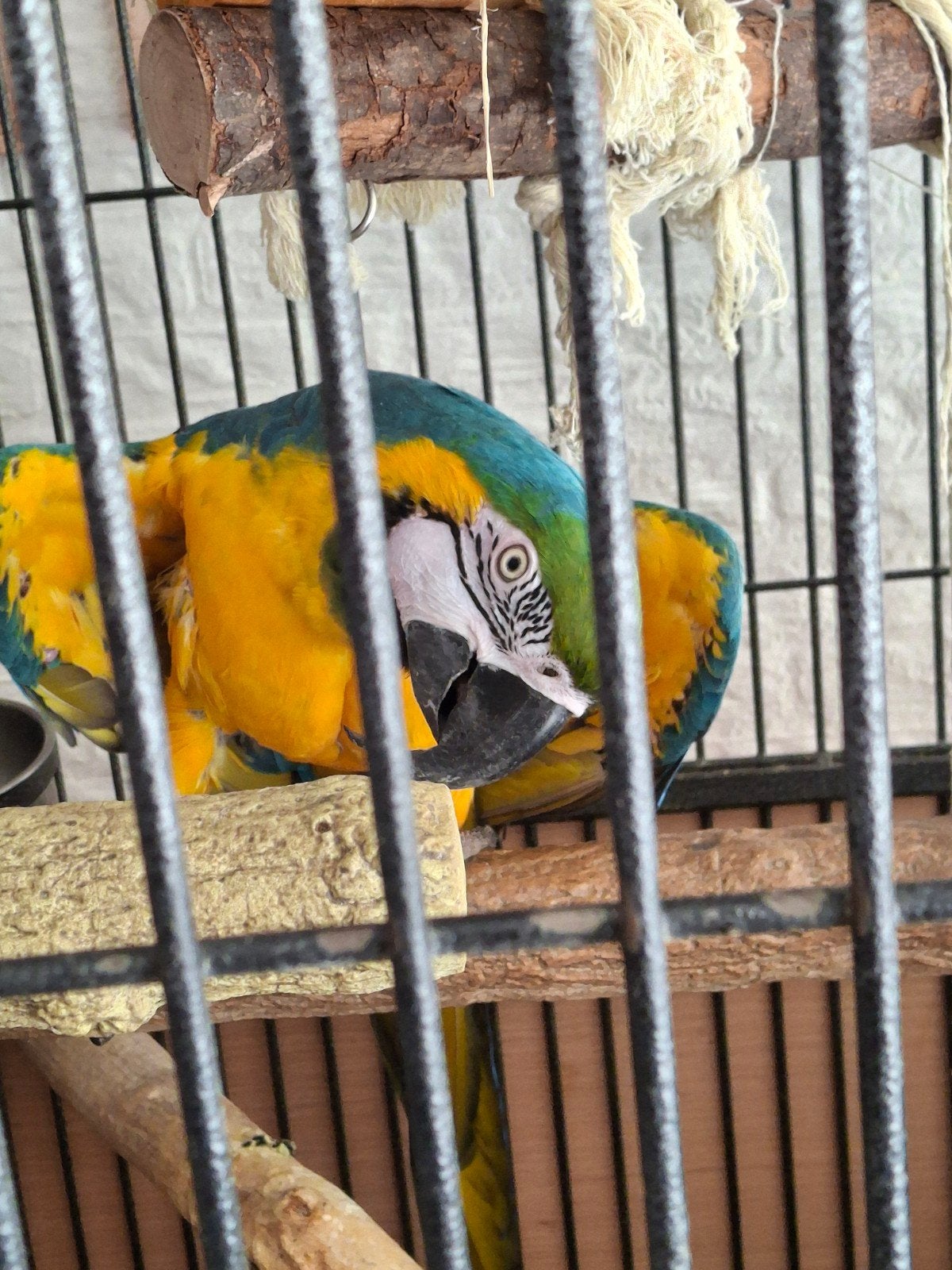 Blauw-gele Ara papegaai, Dieren en Toebehoren, Vogels | Parkieten en Papegaaien, Vrouwelijk, Papegaai