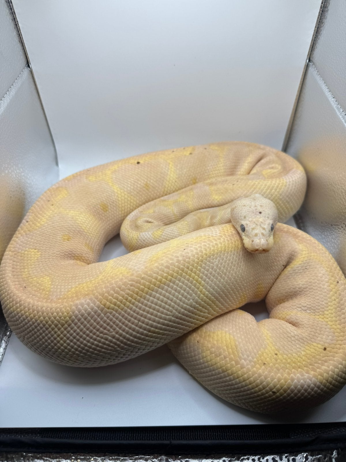 Ball pyton Ball Python - unknown for sale from Davide