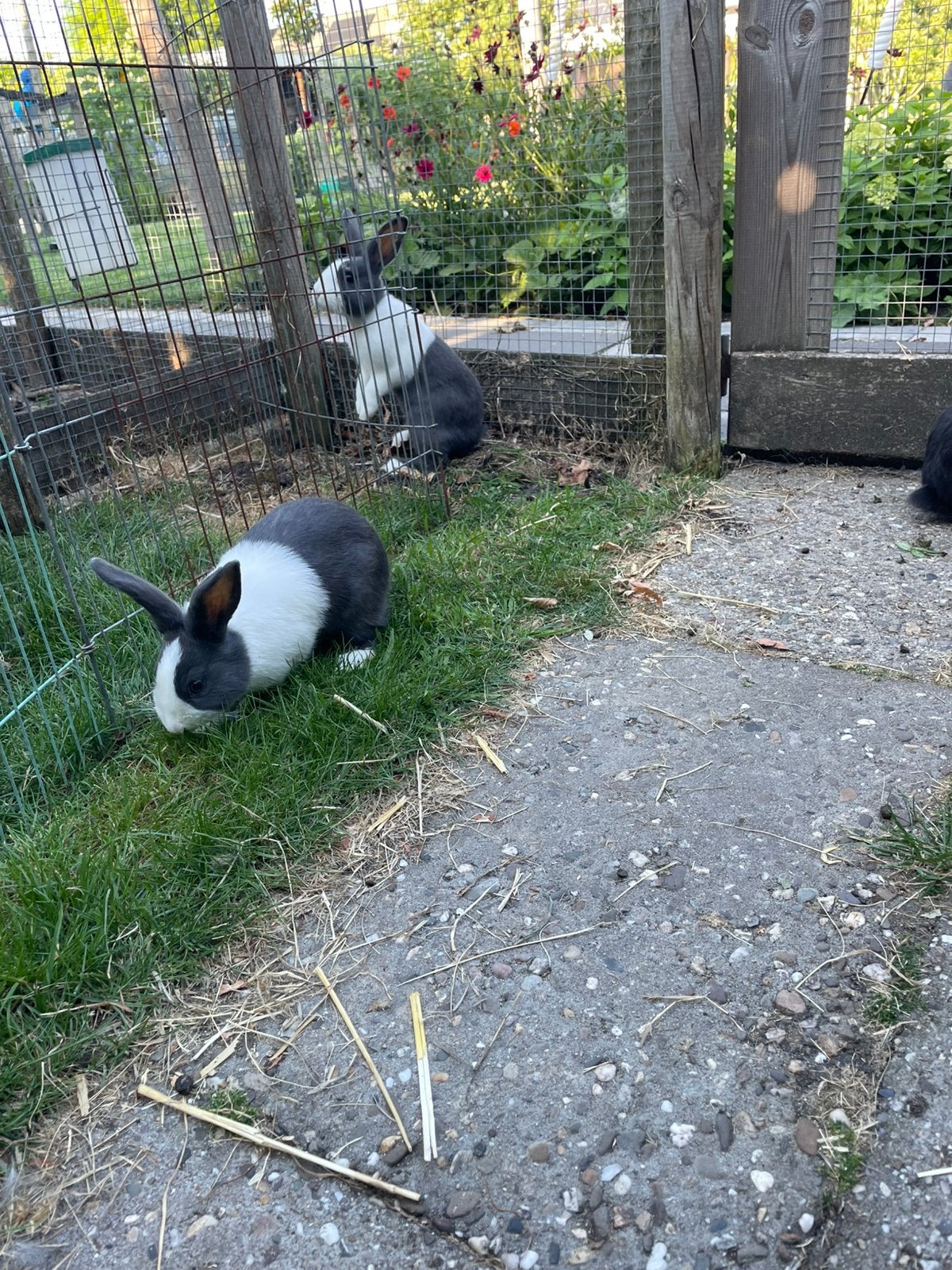 Mooie jonge hollander konijnen te koop, Dieren en Toebehoren, Konijnen, Meerdere dieren, Klein, 0 tot 2 jaar