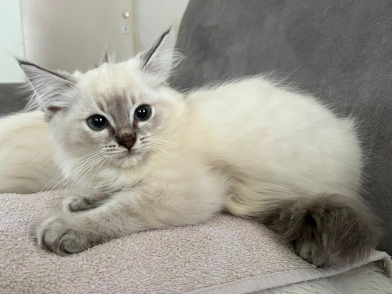 Ragdoll kittens, Meerdere dieren, Ingeënt