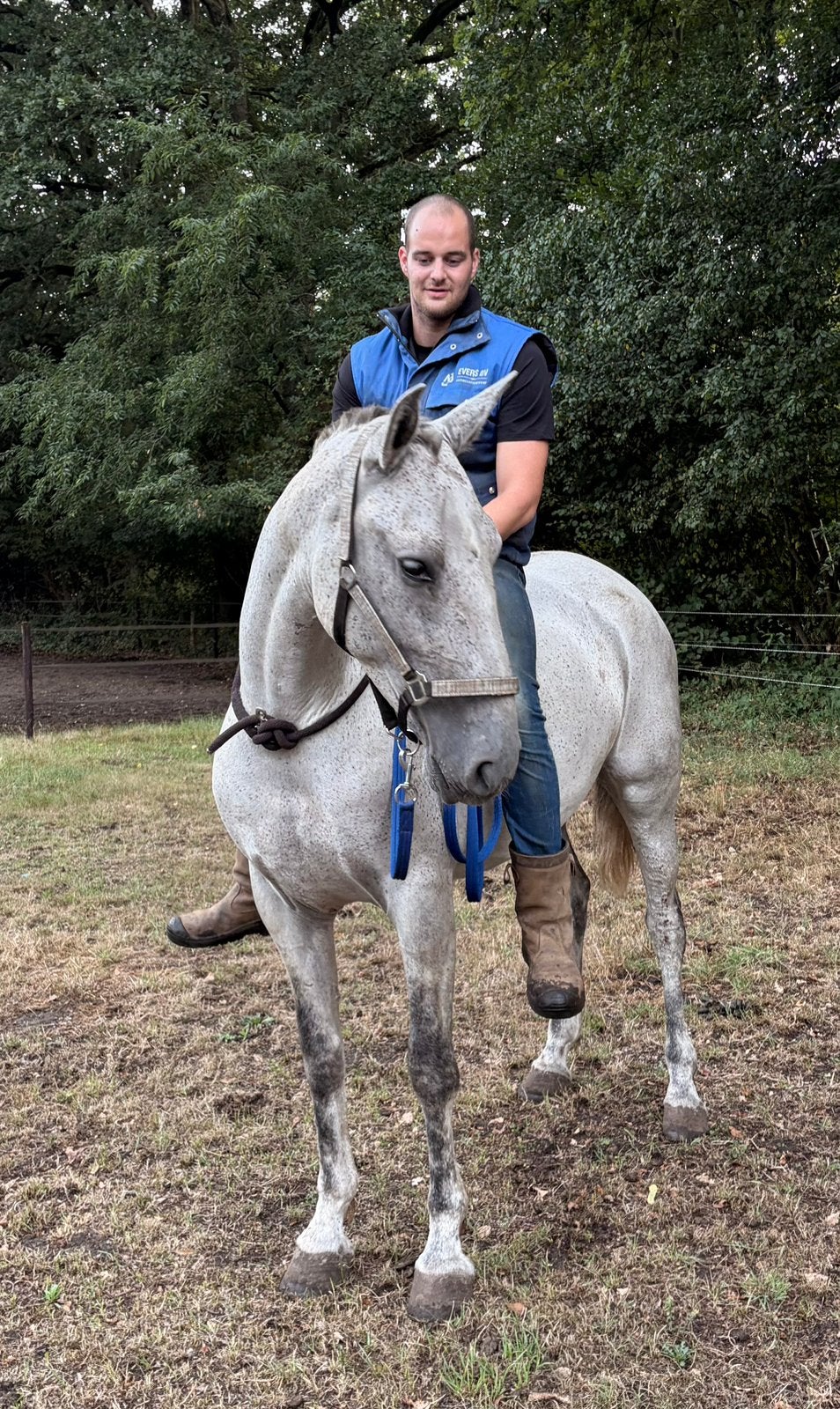 Super knappe merrie ( klein projectje ), Merrie, Met stamboom, Dressuurpaard, 3 tot 6 jaar