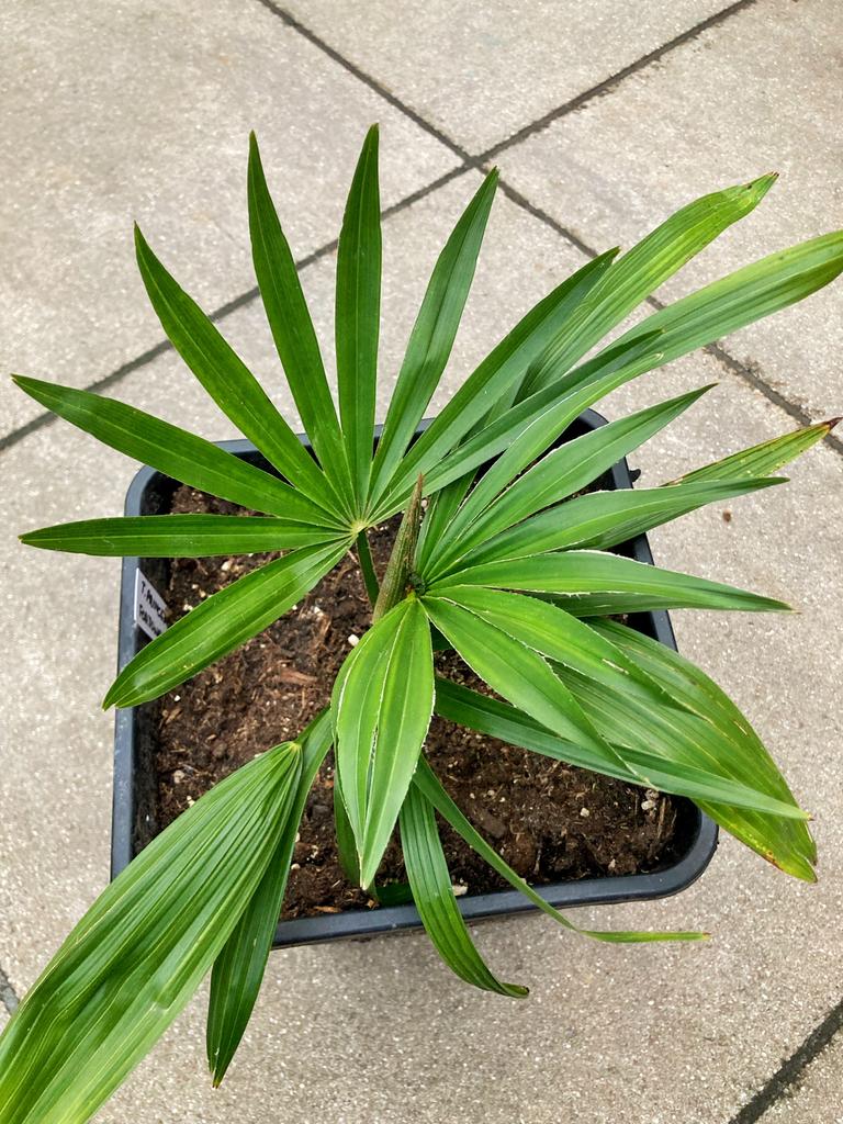 Trachycarpus Princeps x Fortunei in 6.5 Liter pot, Volle zon, Ophalen of Verzenden, 100 tot 250 cm, Zomer
