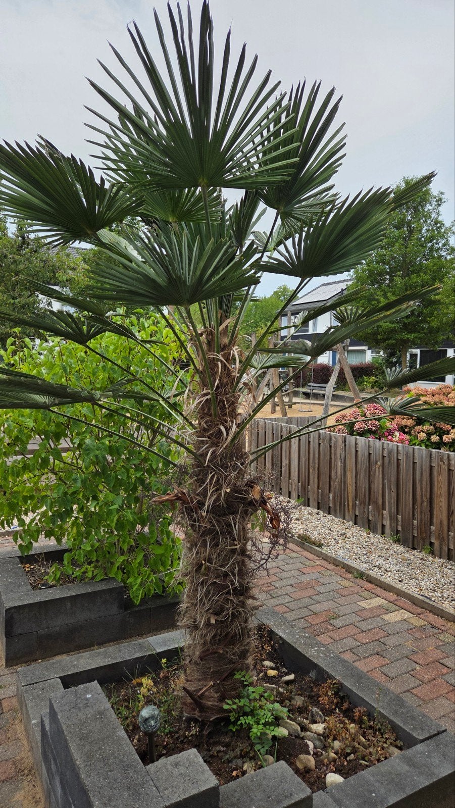 Mooie Palmboom - Brengt tropische sfeer in uw tuin!, Bloeit niet, Ophalen of Verzenden, 250 tot 400 cm, Palmboom