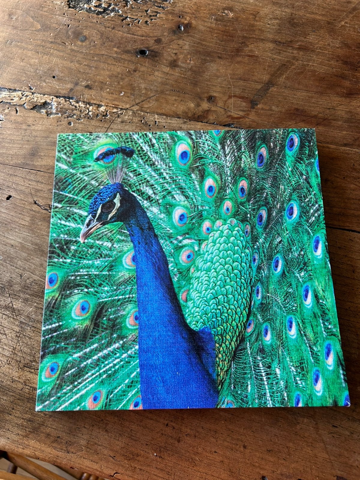 Canvas schilderij pauw, Ophalen of Verzenden