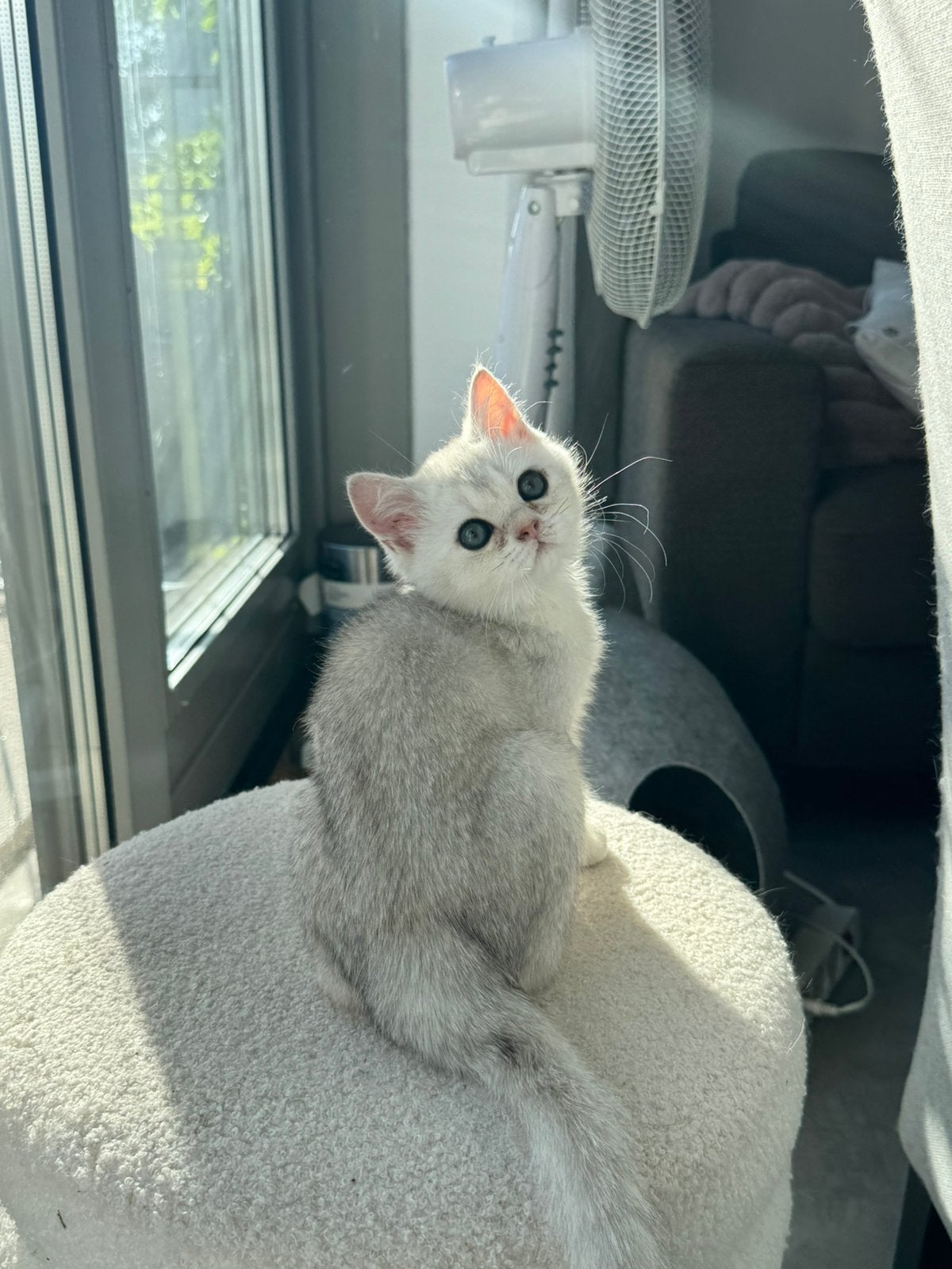 Britse korthaar kitten, silver shaded MET STAMBOOM, Dieren en Toebehoren, Meerdere dieren, Met stamboom, 0 tot 2 jaar