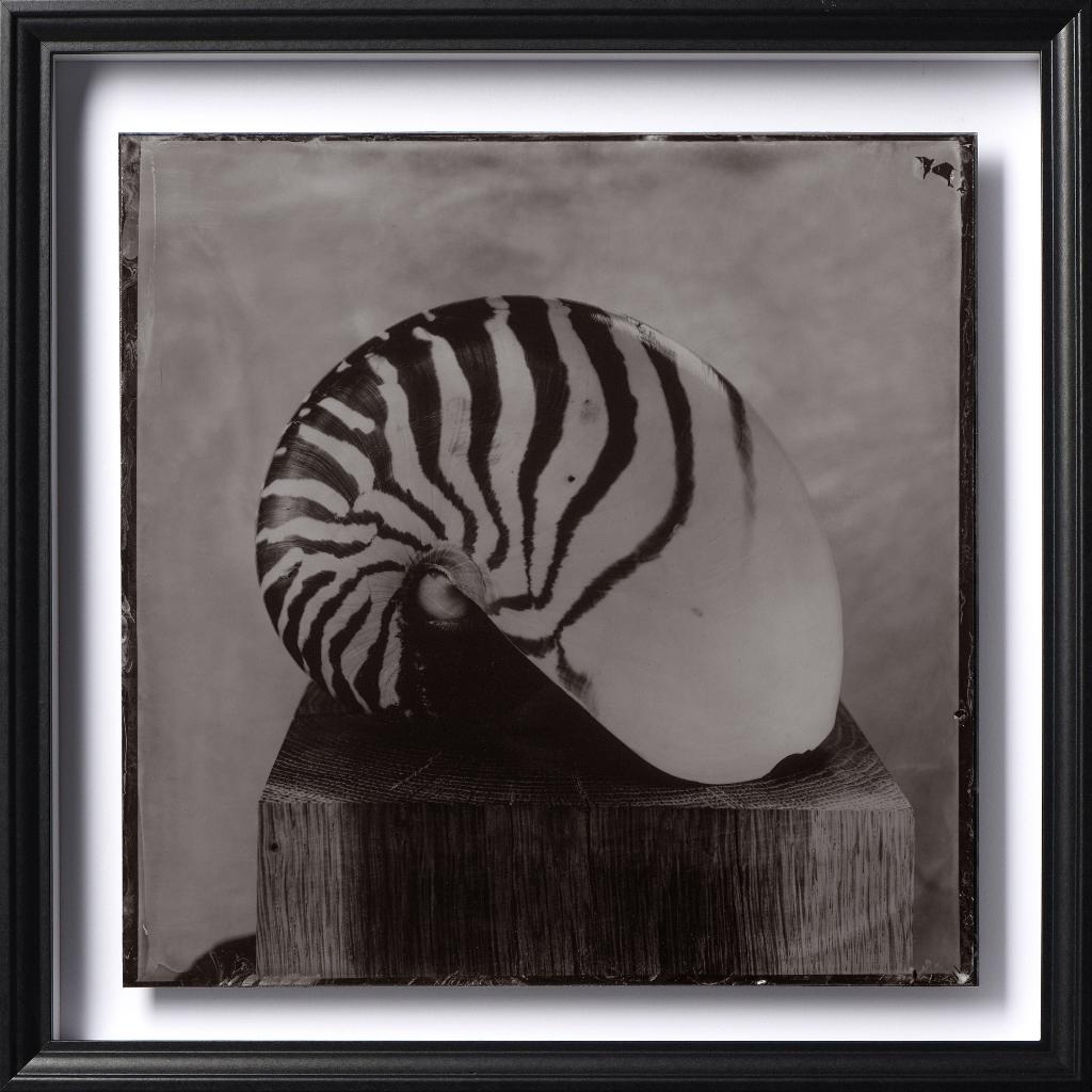 Ambrotype nautulus, Ophalen of Verzenden, Minder dan 50 cm, Foto of Poster, Minder dan 50 cm