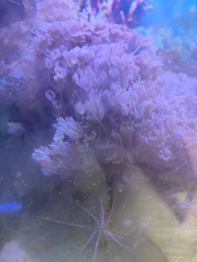 Pompende Xenia, Dieren en Toebehoren, Ophalen, Nieuw, Overige typen, Overige merken