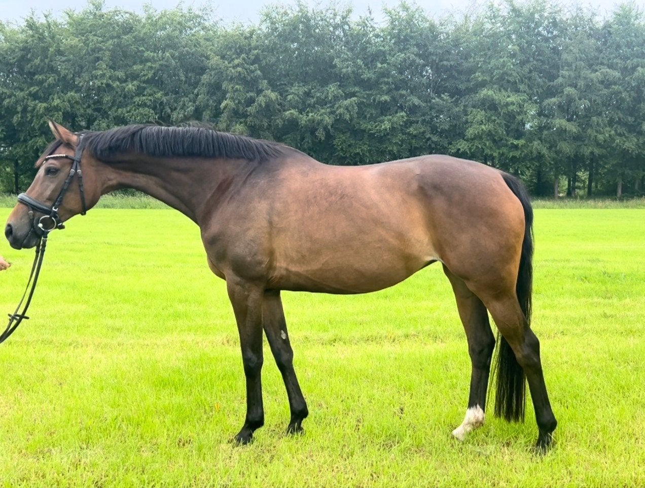 Aansprekende Ster PROK-merrie met sportpotentie, Merrie, Met stamboom, Dressuurpaard, L