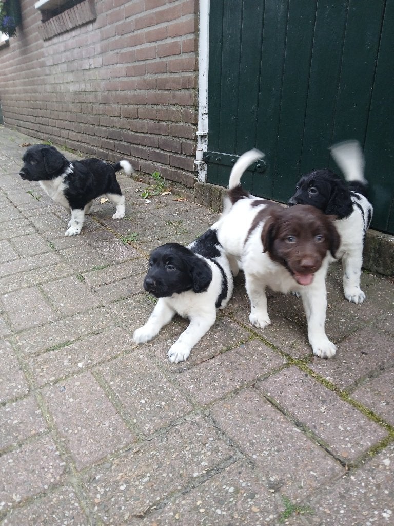 Friese stabij puppy's, Dieren en Toebehoren, Overige rassen, 8 tot 15 weken, Parvo, Meerdere