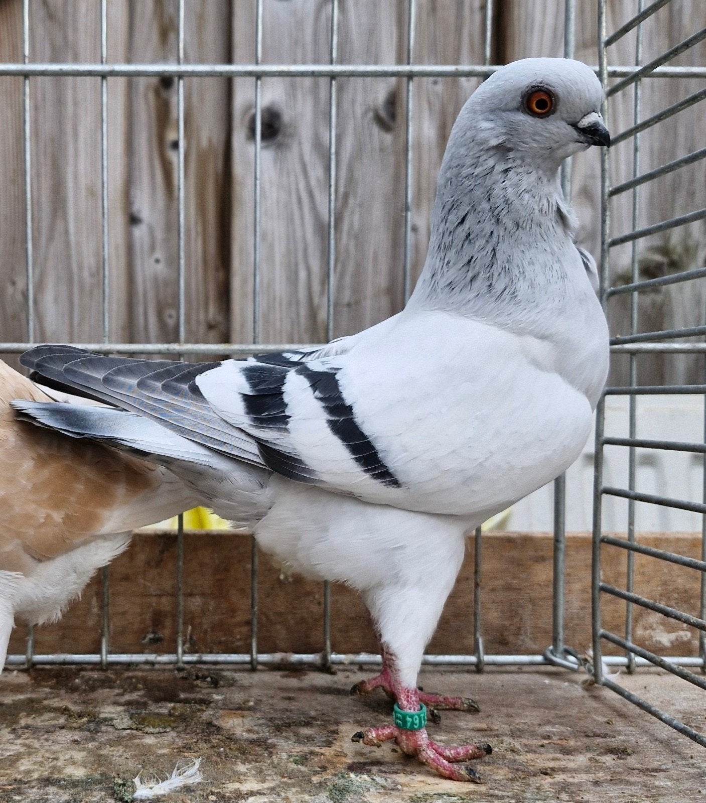 Italiaanse meeuw, Dieren en Toebehoren, Vogels | Duiven, Mannelijk, Kropper