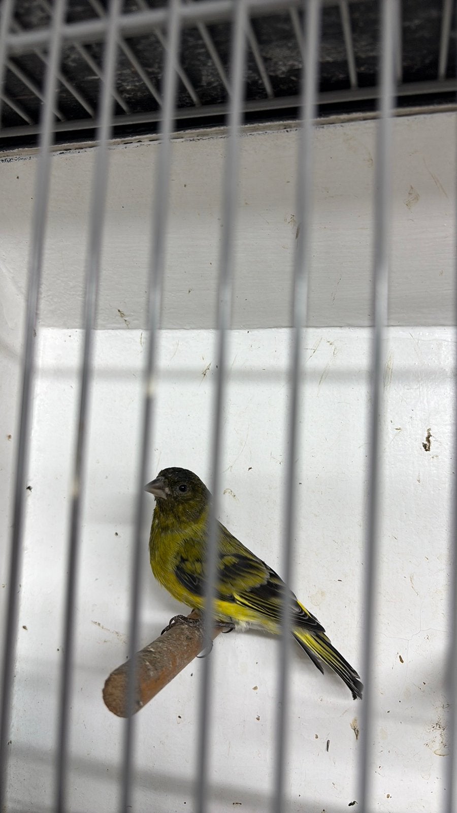 Bastaard zwartkopsijs, Mannelijk, Wildzangvogel