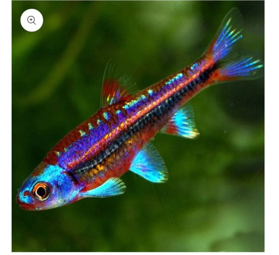 rainbow shiners en roodbuik elrits. Mooie vijvervisjes., Ophalen