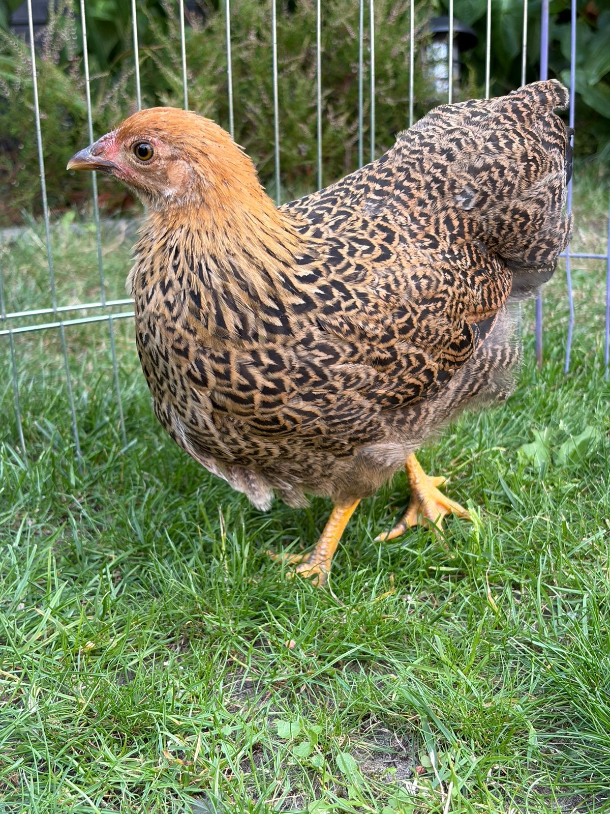 Prachtige wyandotte kriel hennen, Dieren en Toebehoren, Pluimvee, Vrouwelijk, Kip