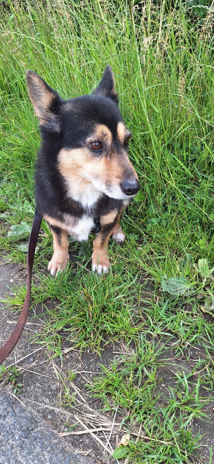 Ter adoptie Mila, Dieren en Toebehoren, Honden | Niet-rashonden, Particulier, Buitenland, Teef, Parvo