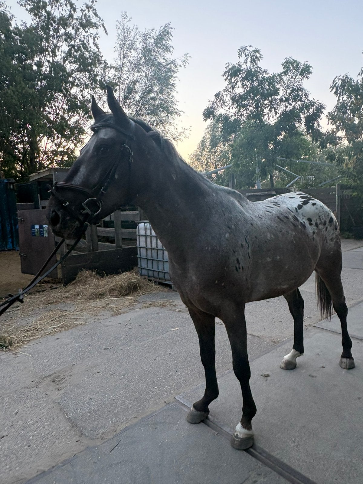 Phoenix zoekt zijn allerbeste maatje, Dieren en Toebehoren, E pony (1.48m - 1.57m), B, Ruin, 3 tot 6 jaar