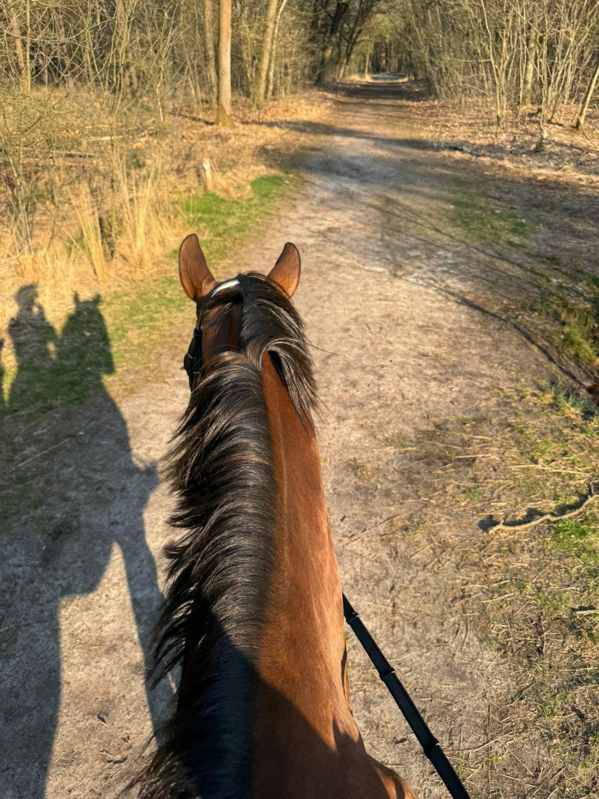 Project paarden gezocht