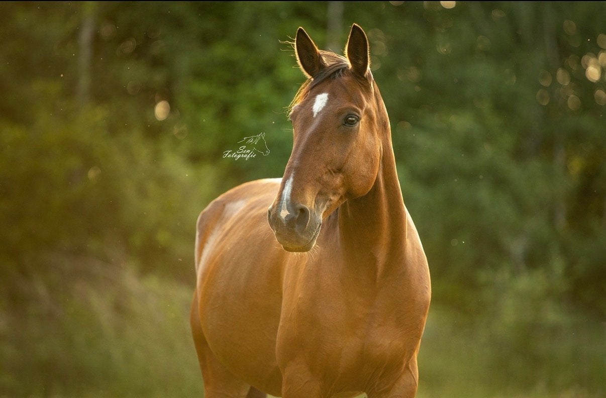 Lieve, betrouwbare draver ruin, Met stamboom, Ruin, Niet van toepassing, 11 jaar of ouder